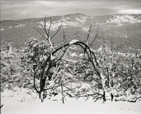 Sticks in the snow